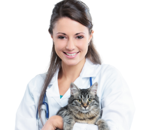 Кошка в руках врача