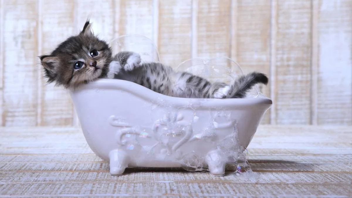 Kupanie_kotyonka Как купать котёнка?