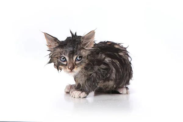 mokryy-kotenok Как купать котёнка?