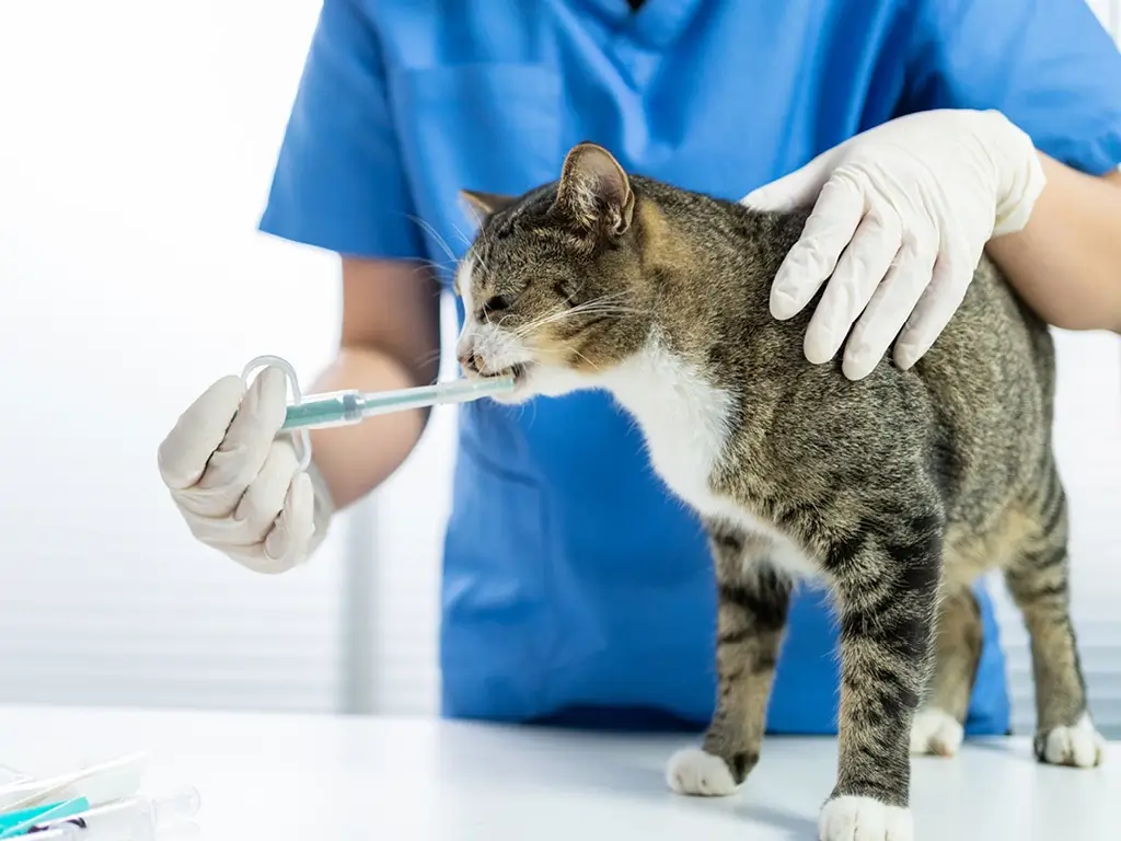 Осмотр кошки перед стерилизацией