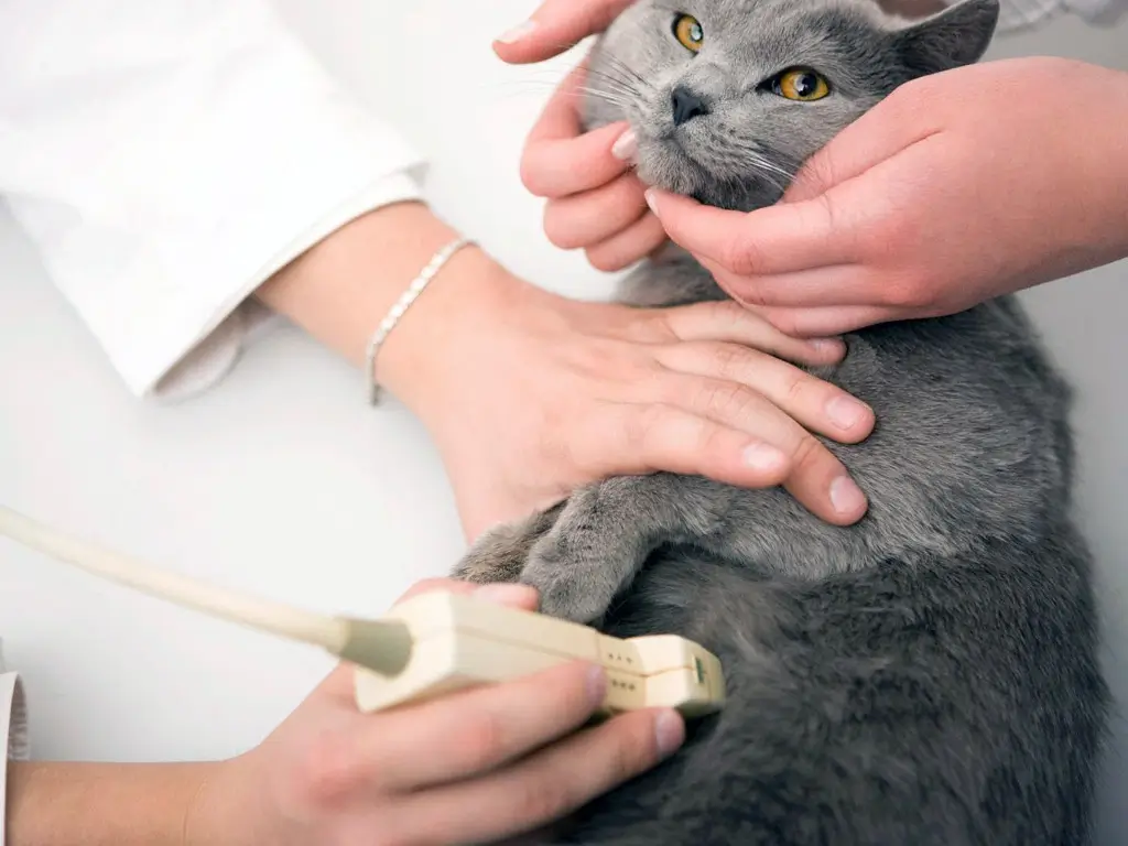 Кошке врач делает УЗИ