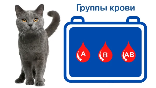 Opredelenie_gruppy_krovi Определение группы крови