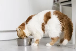 кошка ест