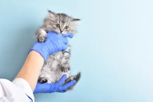 Котёнок в руках у доктора