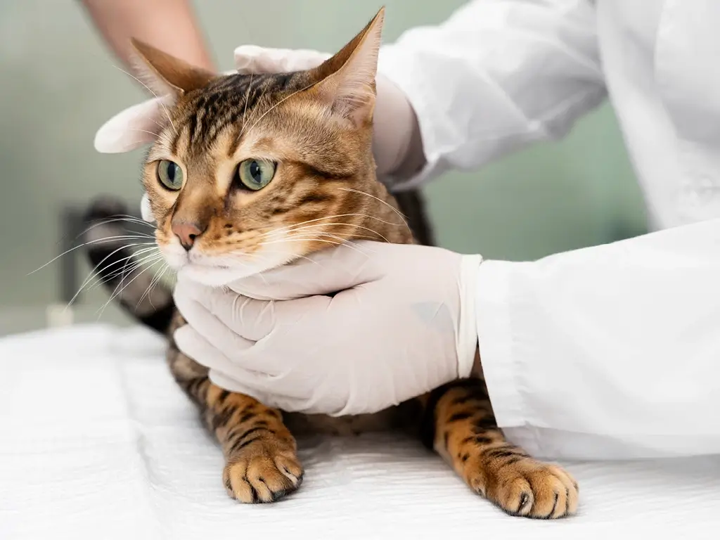 Кошку осматривает врач-онколог
