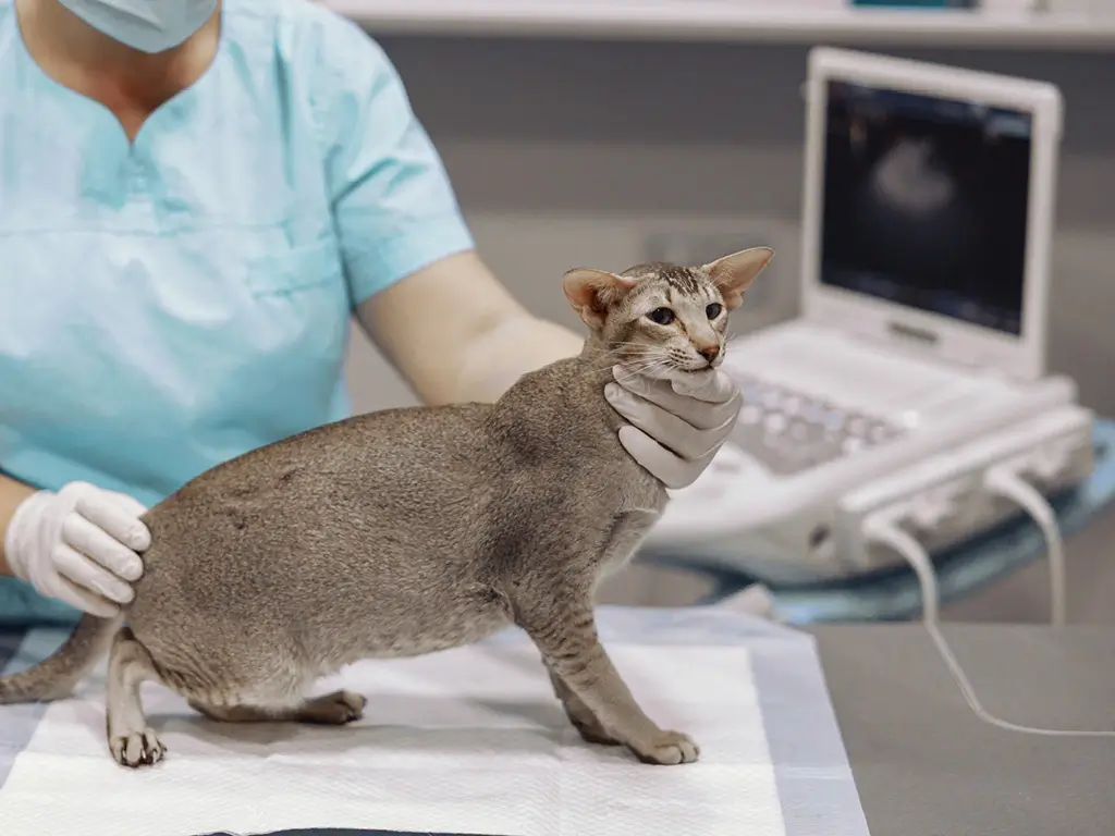 Ветеринарный онколог осматривает кота