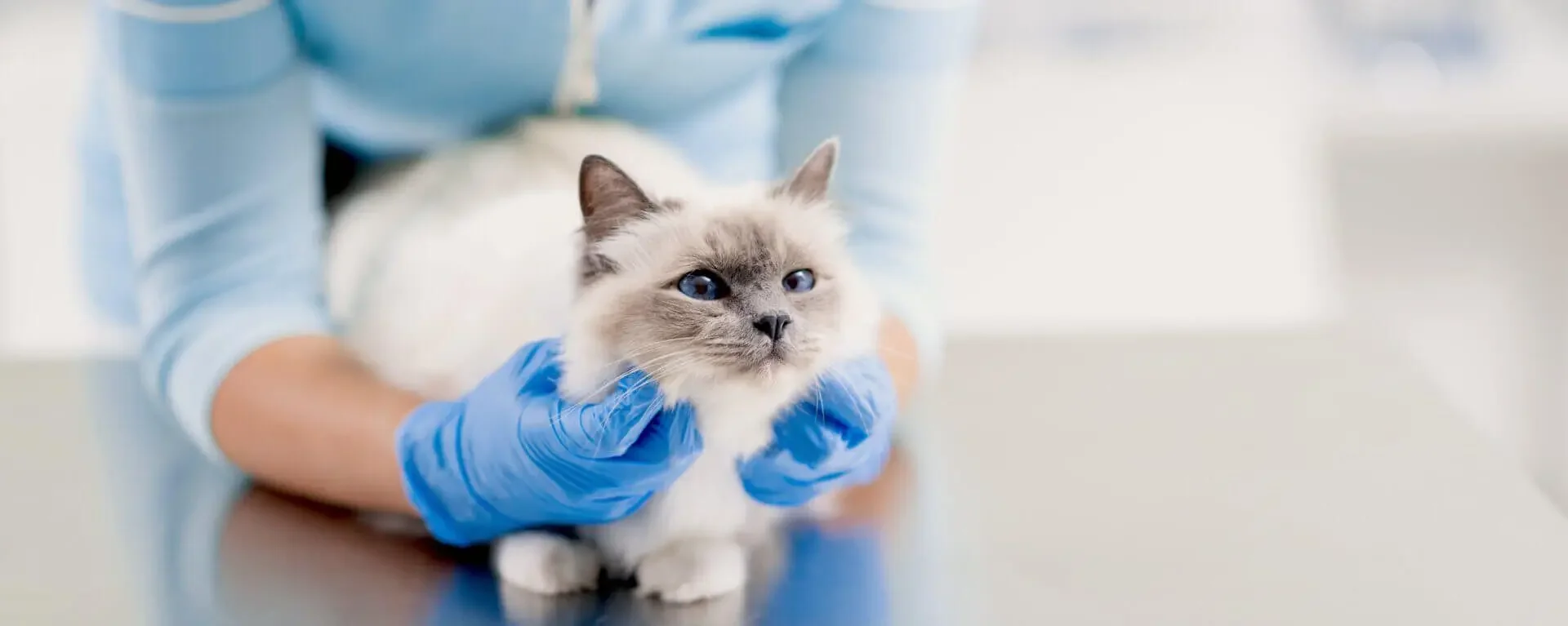 pribolevshiy-kotenok Пять распространённых заболеваний у котят