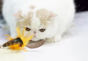 толстый кот и цветок