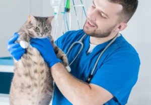 толстый кот в руках врача