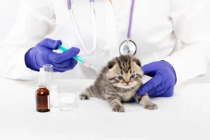 Ввод лекарства котёнку