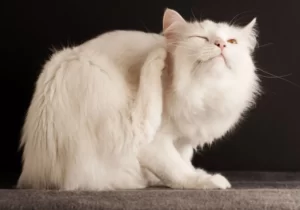 Чешущаяся белая пушистая кошка