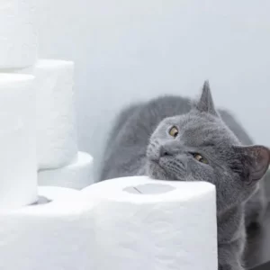 Кот чешется об туалетную бумагу