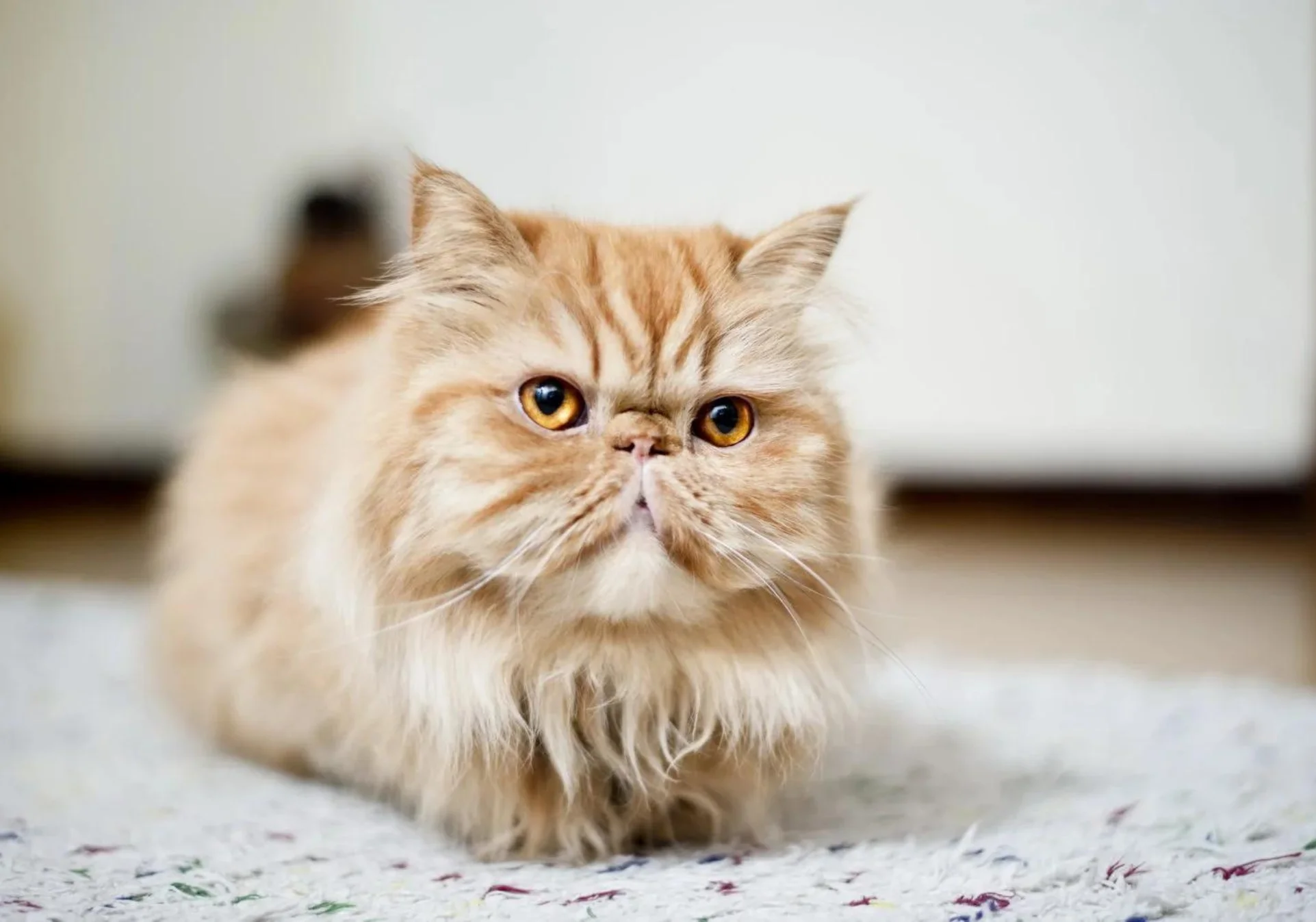 persidskaya-ryzhaya-koshka Самые дорогие породы кошек