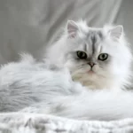 Персидская серая кошка
