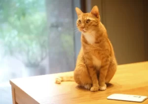 Рыжая кошка на столе