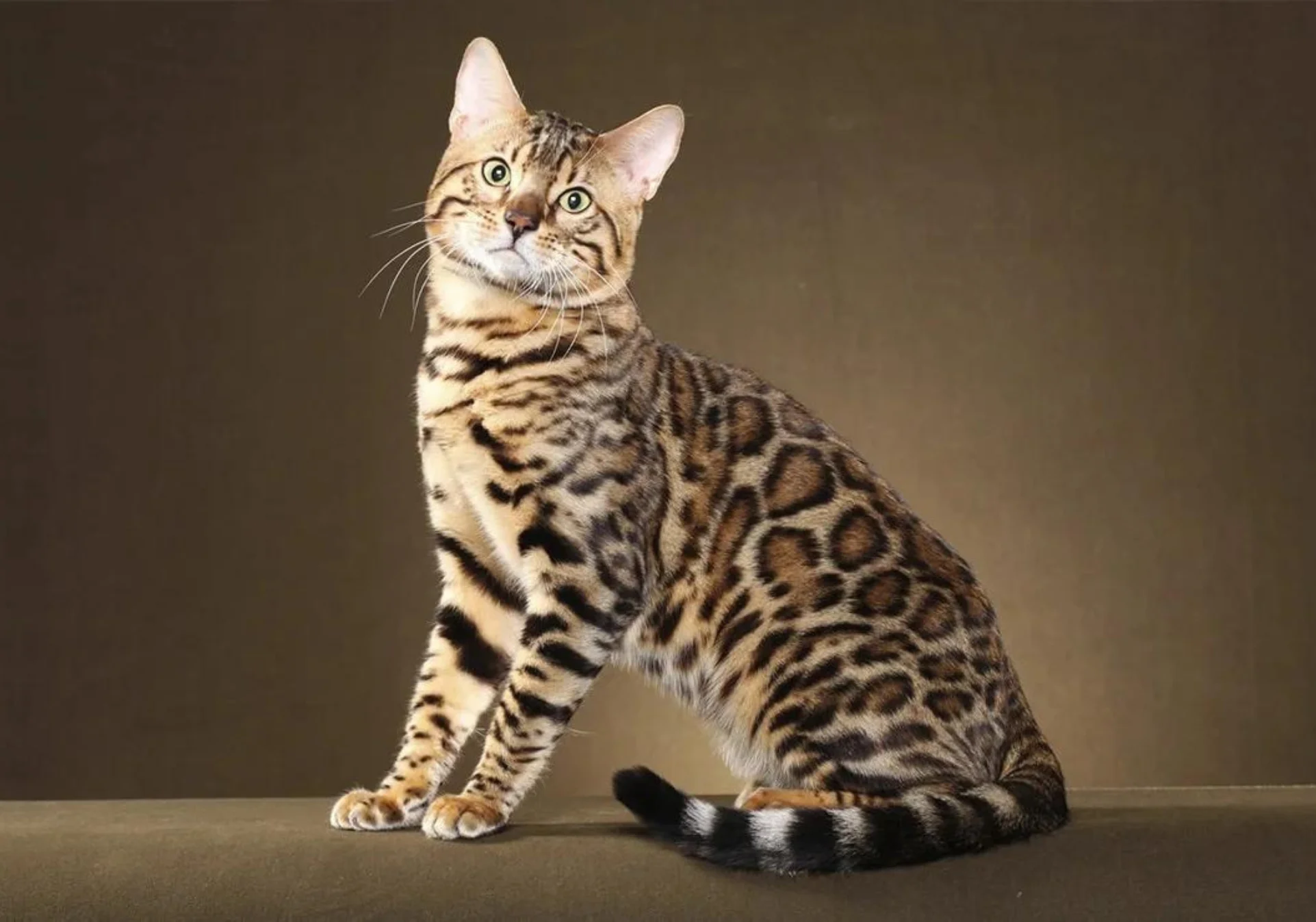 smotryashchaya-bengalskaya-koshka Самые дорогие породы кошек
