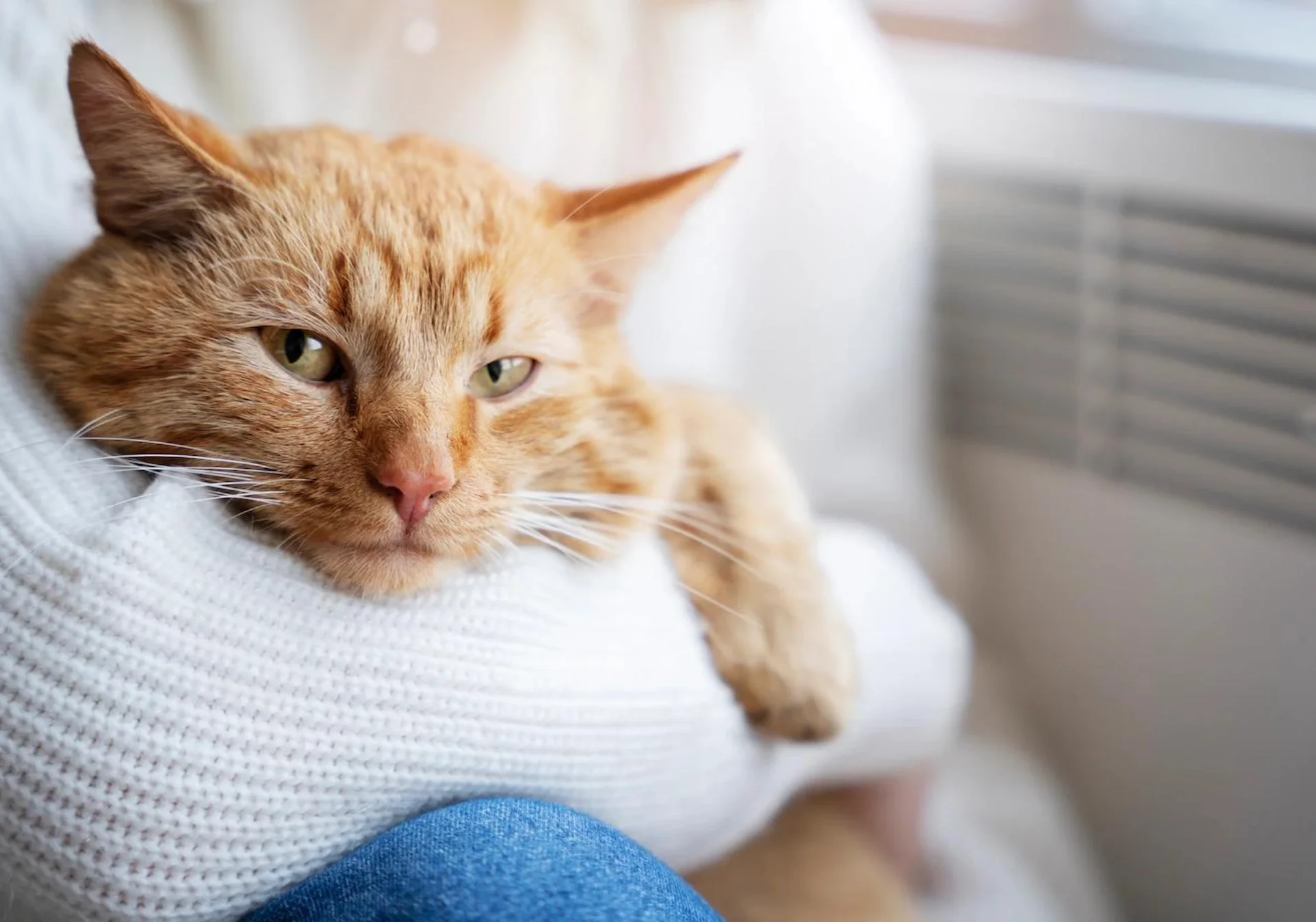 smotryashchiy-ryzhiy-kot-v-rukah Почему кошки любят лежать на человеке?