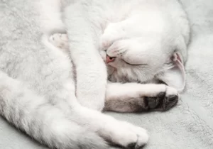 Спящая белая кошка