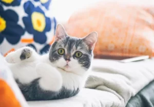 Удивленная кошка под одеялом
