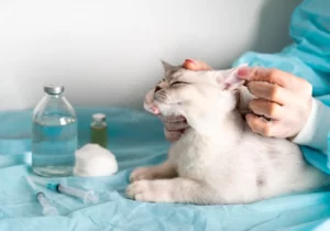 Ветеринар осматривает уши кошки