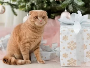Кошка и подарок в коробке