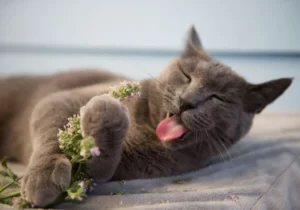 Кошка попробовала цветок