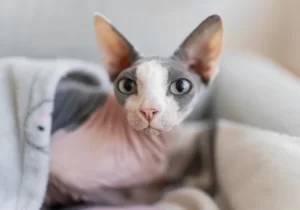Кот сфинкс под одеялом