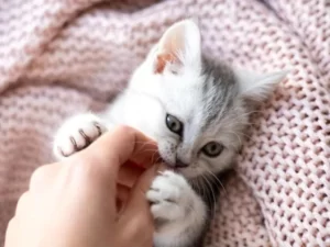 Котёнок кусает руку