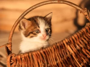 Котёнок в плетённой корзине