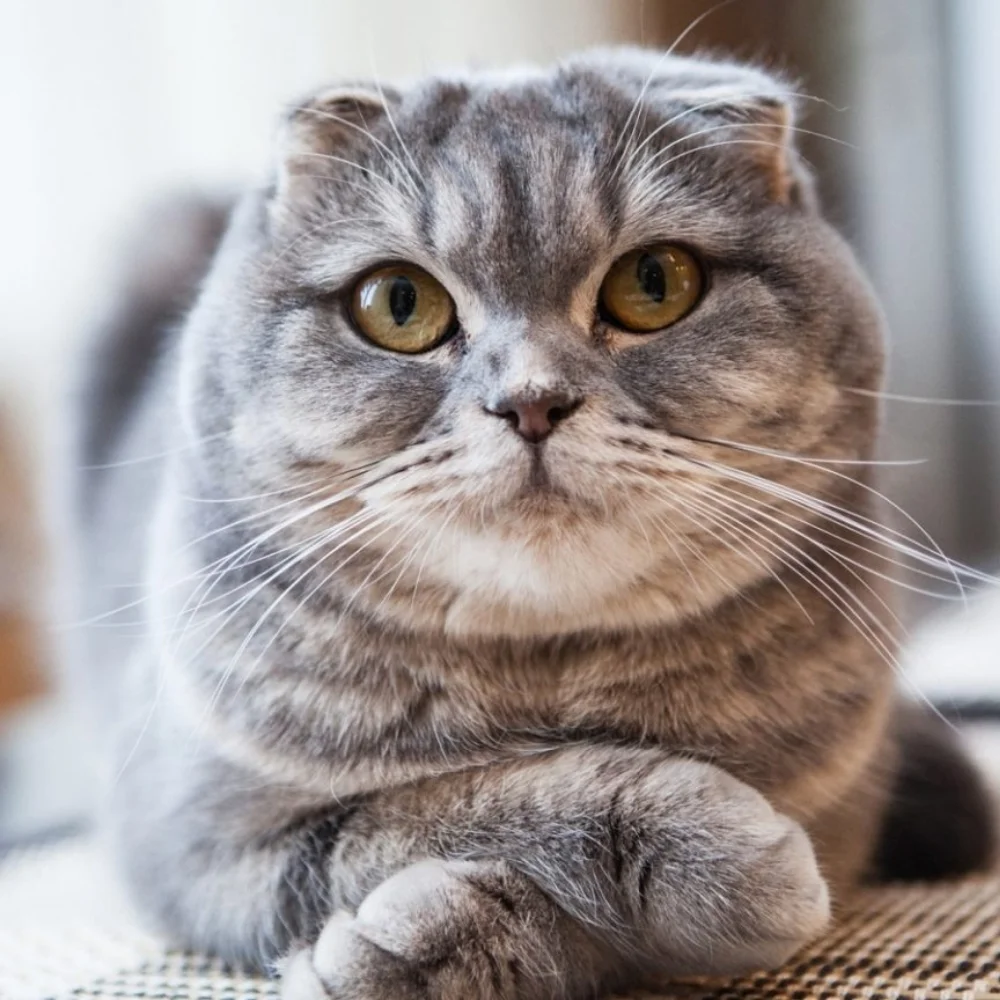 nablyudayushchaya-shotlandskaya-kosha Шотландская вислоухая кошка: особенности породы