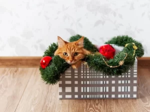Рыжий кот на коробке с подарками