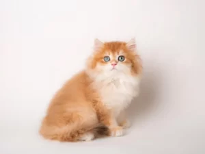 Рыжий кот с белой грудкой