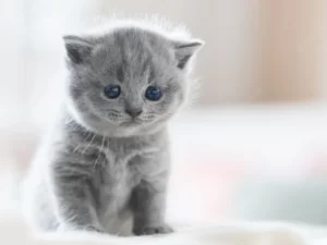 Серый пушистый котёнок