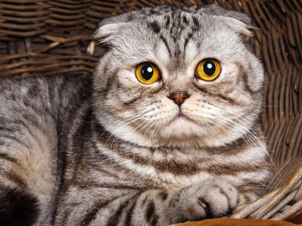 shotlandskaya-koshka Шотландская вислоухая кошка: особенности породы