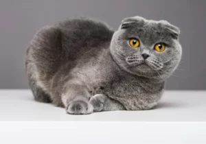 Смотрящая темно-серая шотландская кошка