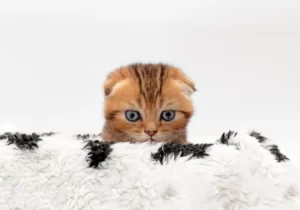 Выглядывающий котёнок из-за одеяла