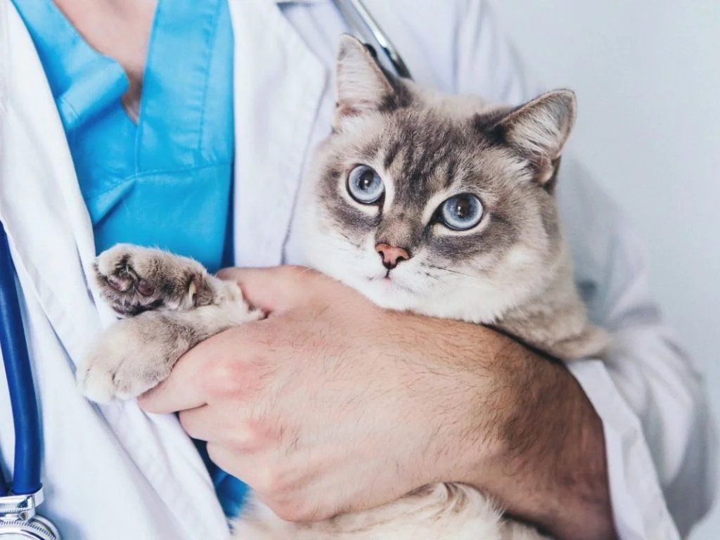 Кошка на руках у врача