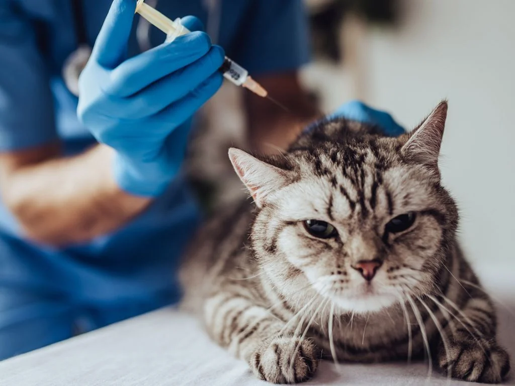 Кошке вводят вакцину