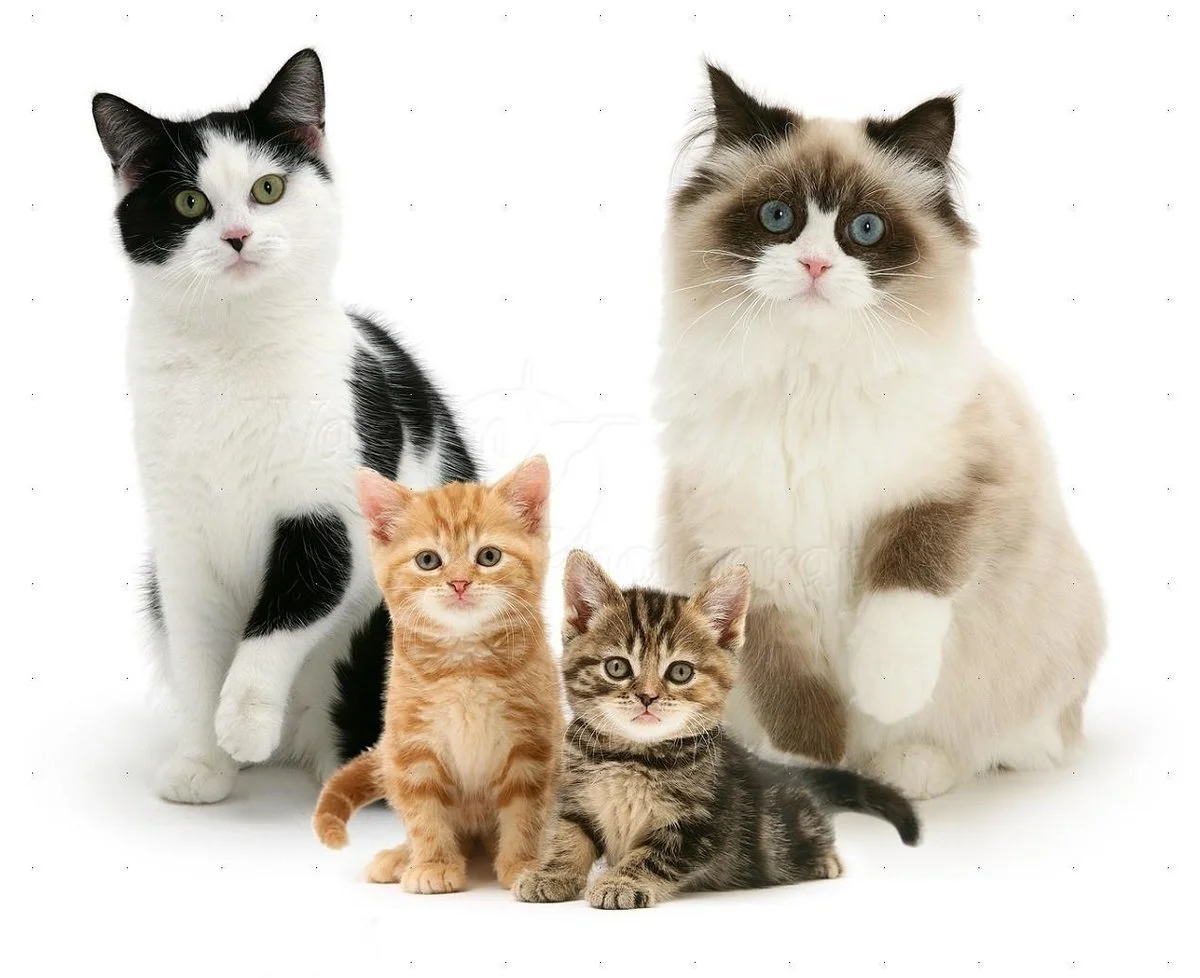 opredelenie-vozrasta-zhivotnyh Определение возраста кошки и кота