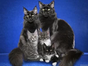 Семейство котов