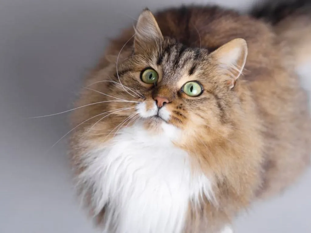 sibirskaya-koshka Сибирская кошка: особенности породы