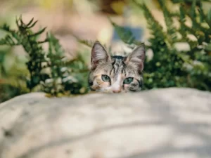 Выглядывающая кошка из-за камня