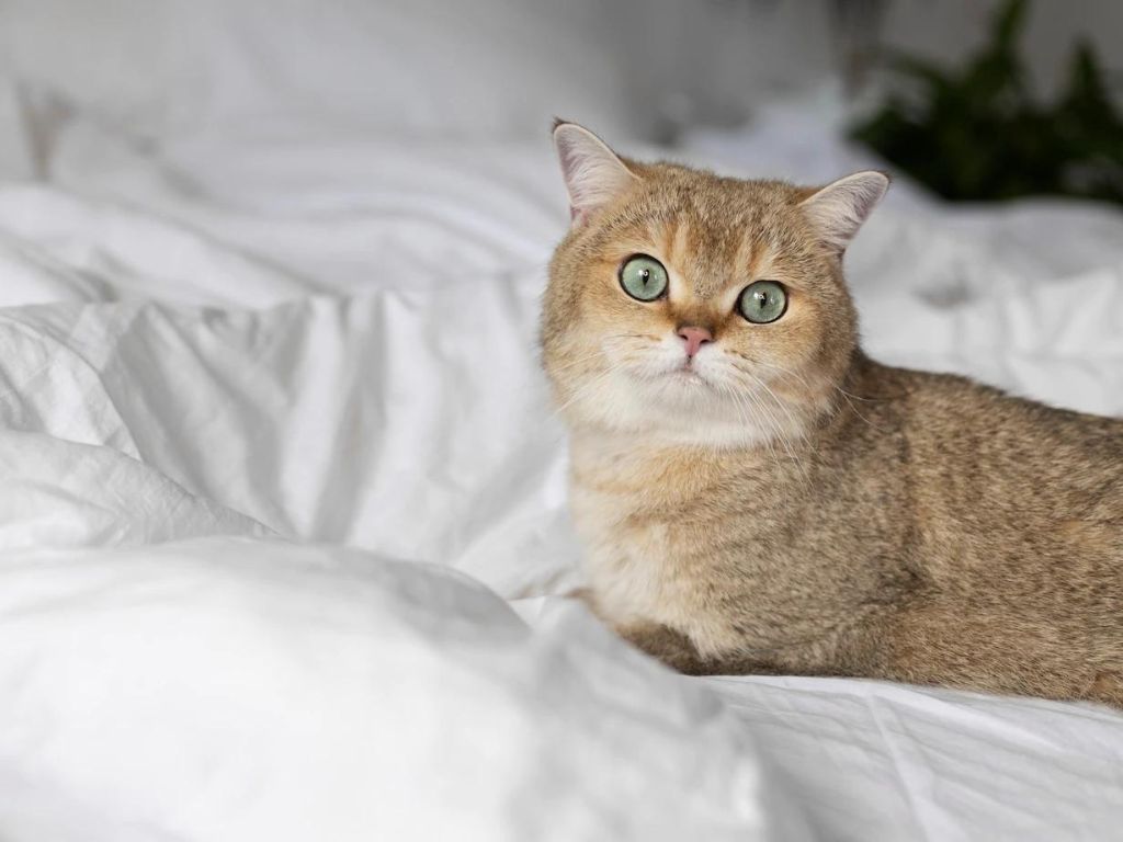 koshka-na-krovati Особенность пищеварительной системы кошек