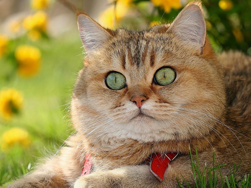 koshka-na-luzhayke Сахарный диабет у кошек