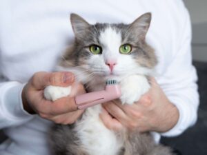 Кошка перед чисткой зубов