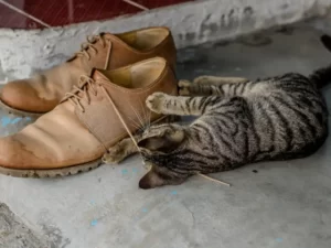 Кот играется с обувью