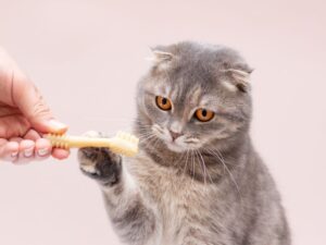 Кот изучает зубную щетку