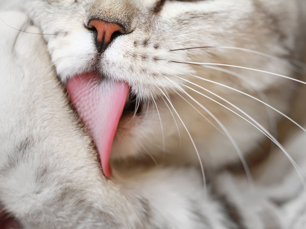 kot-lizhet-lapu Почему кошки так часто вылизываются?