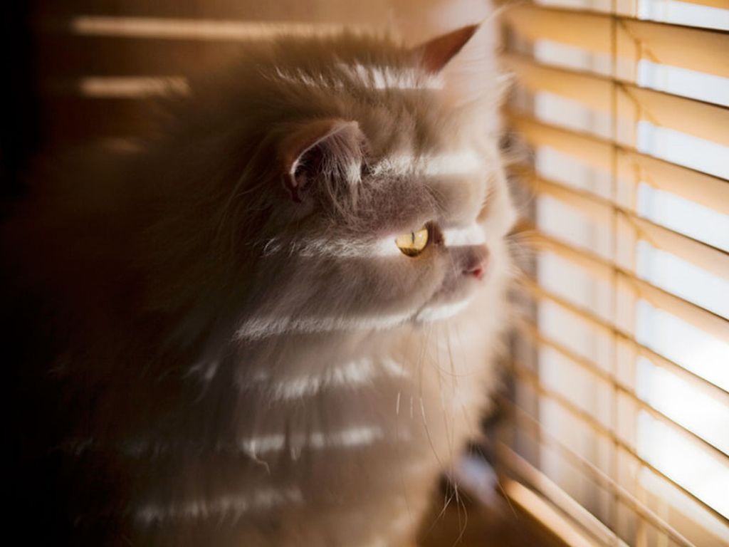 kot-smotrit-v-okno Сахарный диабет у кошек