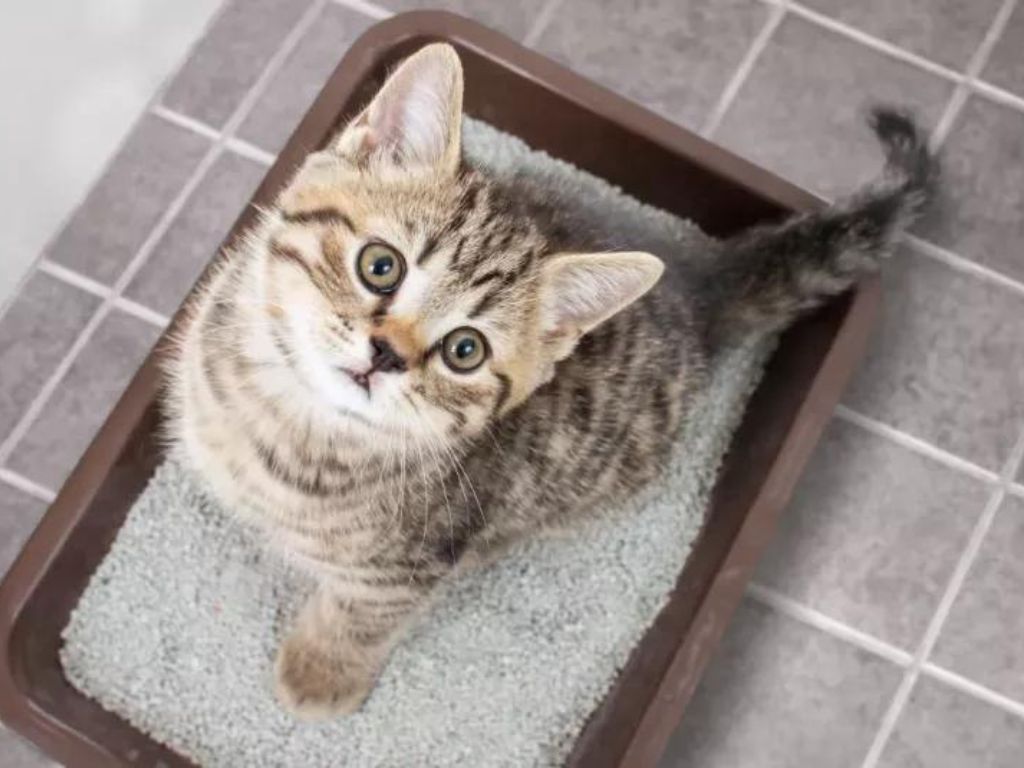 kotyonok-na-lotke Как ухаживать за кошачьим туалетом?